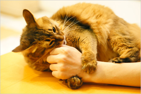 負けられない猫