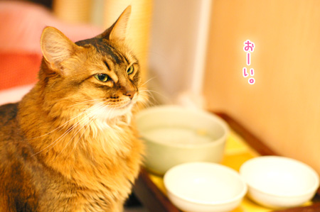 猫ごはんのおねだりg
