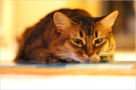 野性的な猫