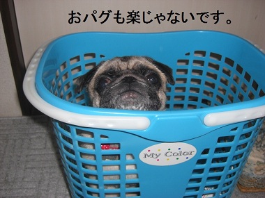 20120619c.jpg