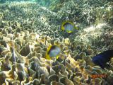 有名な青珊瑚～白保