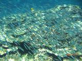 キビナゴの稚魚も海面で群れてます~鳩間