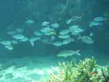 ブロックの下には大きな魚たちが群れる～鳩間沖