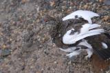 歩道を横切る途中で～羽ばたきする雷鳥