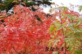 紅葉のアカはななかまどです。