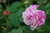 薔薇２