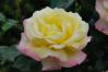 薔薇３