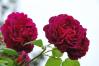 薔薇８