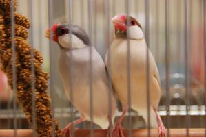 文鳥首席～あざぜる君ともぅなちゃん！