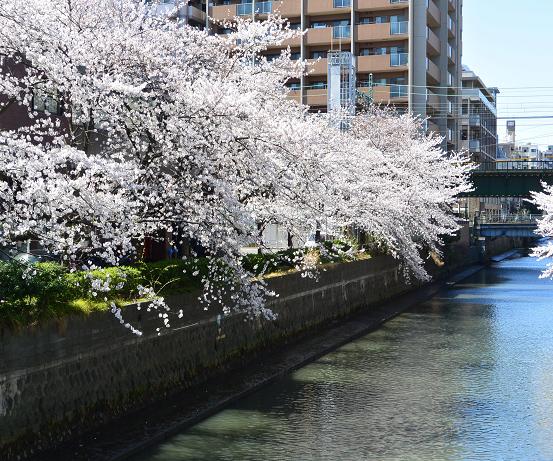 sakura14-2