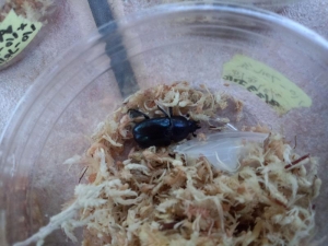 パープル♀3