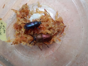 ペアリング別腹