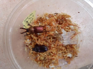 ペアリング同腹