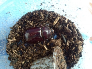 イリガー♀1