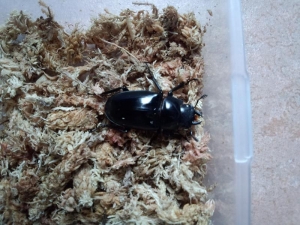 ギラファ♀