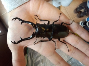 ギラファ♂