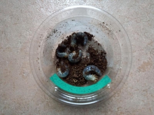 パプキン幼虫