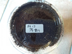 オキノコ