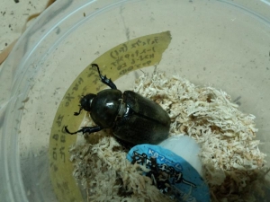 ティティ♀