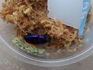 ブルー系♀2