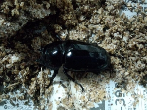 タラ♀