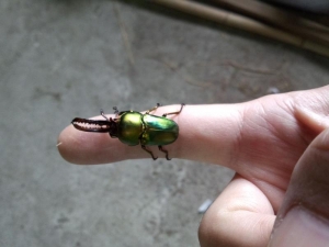 パプ♂