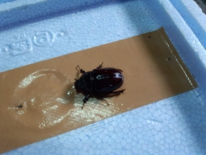 イリガー♀