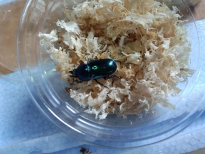 パプ♀