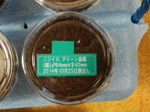 ニジイロプリカ