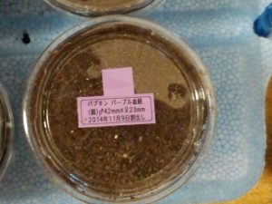 パプキンプリカ