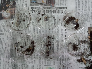 ギラファ幼虫
