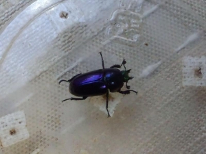 パープル系♀その1