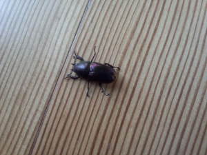 パープル系♀その2
