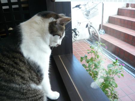 モアニ
