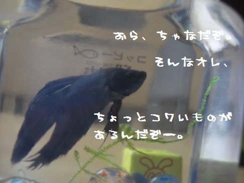 フントウ_チャナ(1)