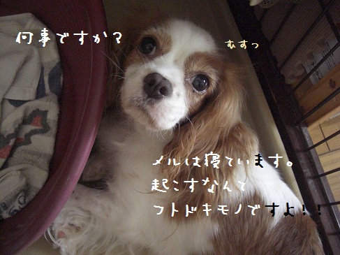 ドメル。