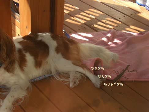 ニボシ