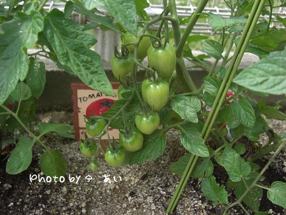 ① 家庭菜園 2011.06.06