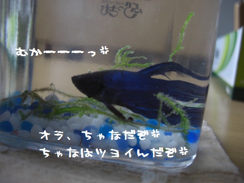 フントウ_チャナ(2)