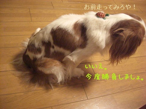 亀(2)