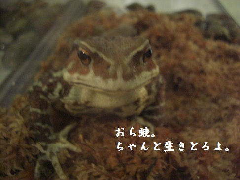 恐竜-2