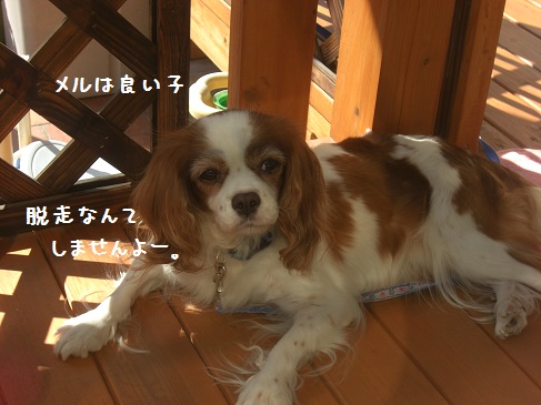 ノンキ