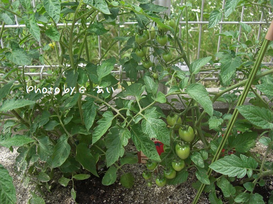 ② 家庭菜園 2011.06.06