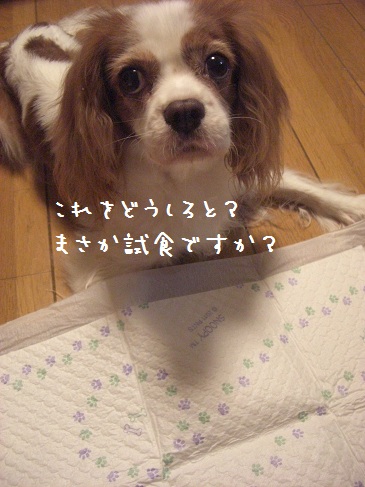 kuisinbo_03