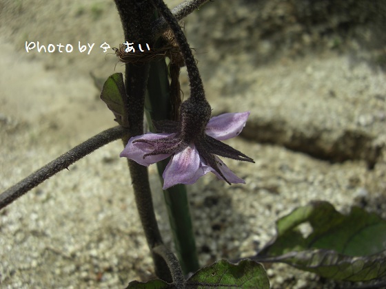 ③ 家庭菜園 2011.06.06