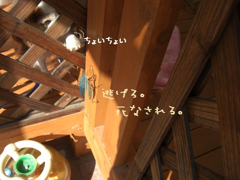 チョイチョイ