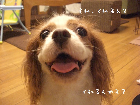 kuisinbo_05