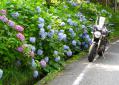 紫陽花