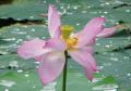 ハスの花 大