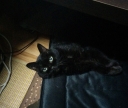 1_20141104181733dad.jpg